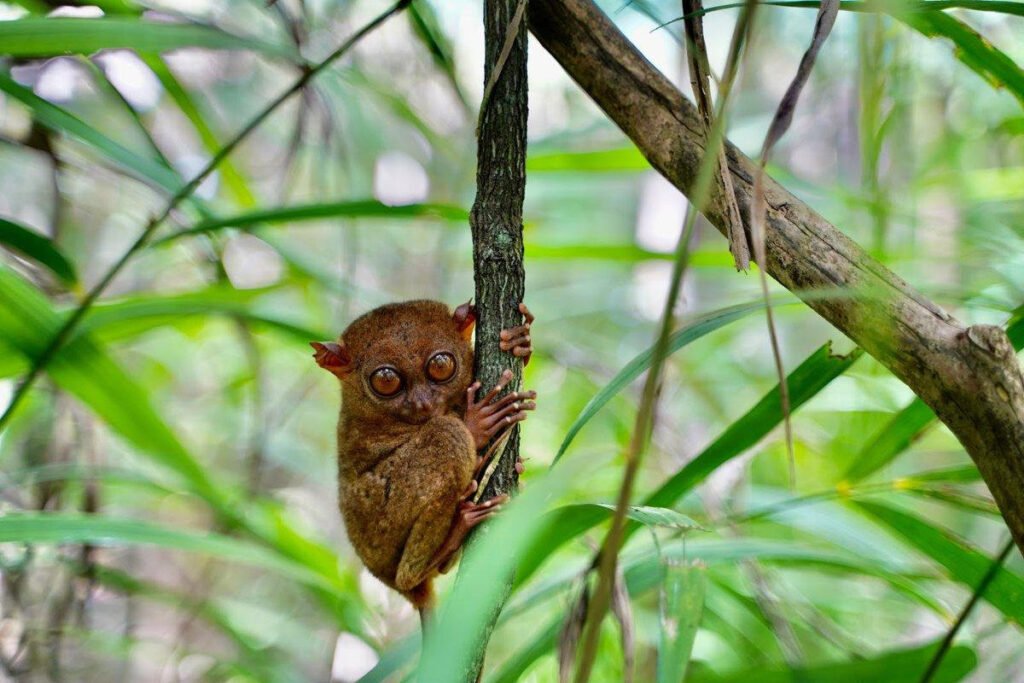 Philippine Tarsier in Bohol