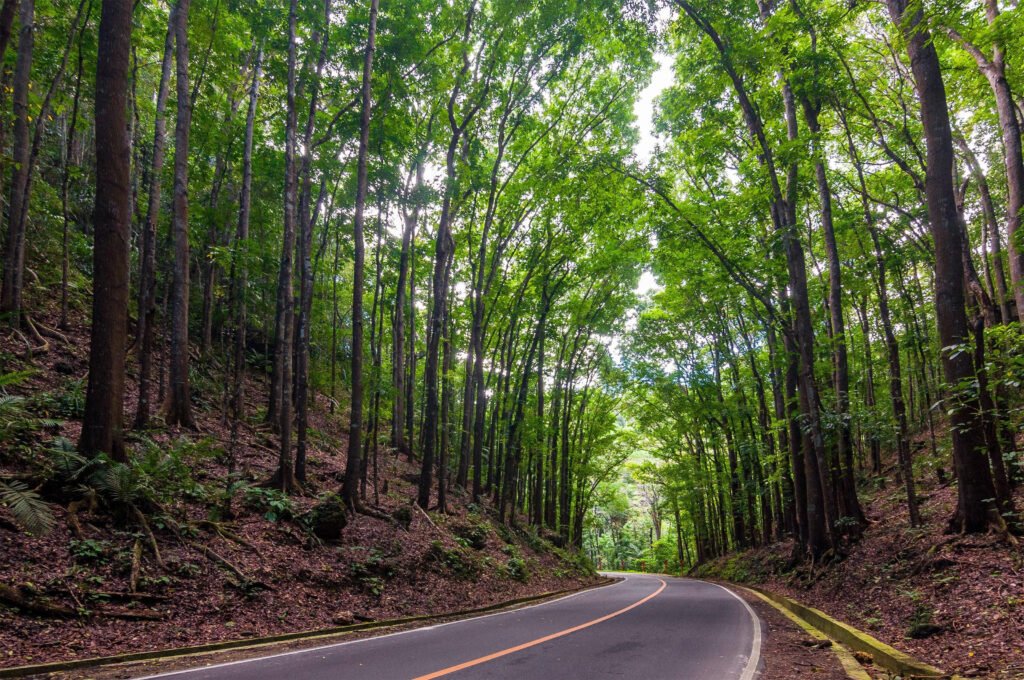 Bilar Man-Made Forest in Bohol