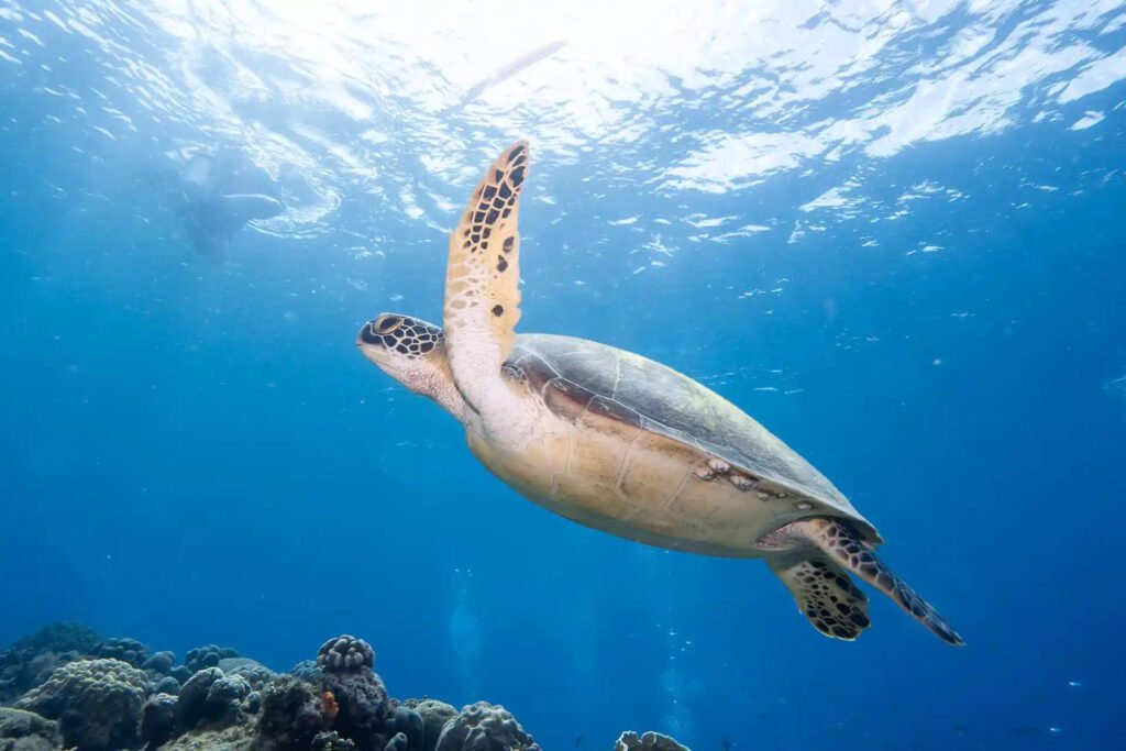 Sea Turtle / Snorkeling 🐢