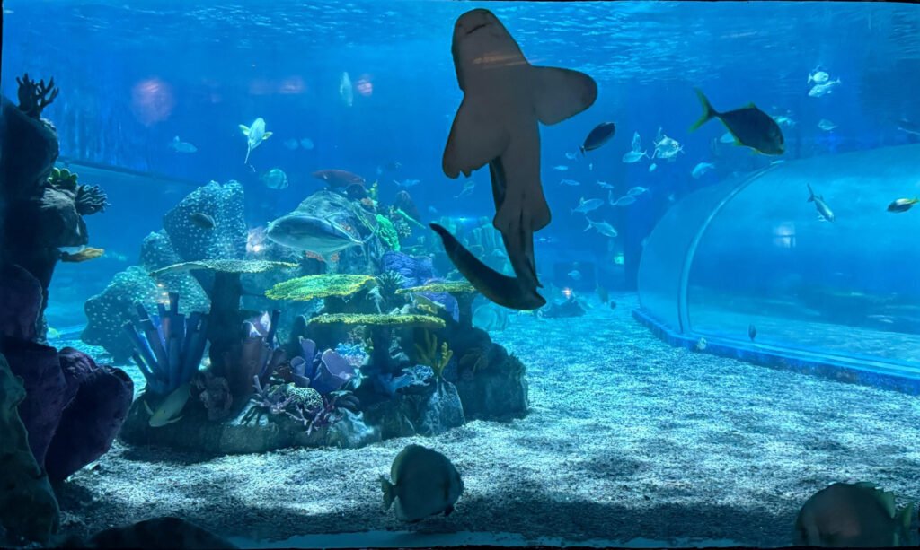 Manila Ocean Park Marine Life