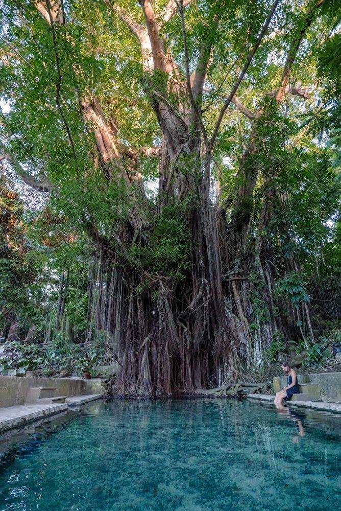 Old Enchanted Balete Tree
