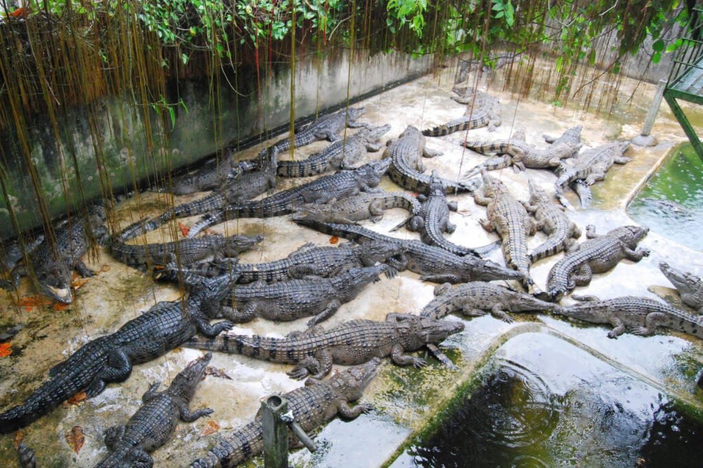 Crocodile at the Palawan Wildlife Rescue and Conservation Center in Puerto Princesa
