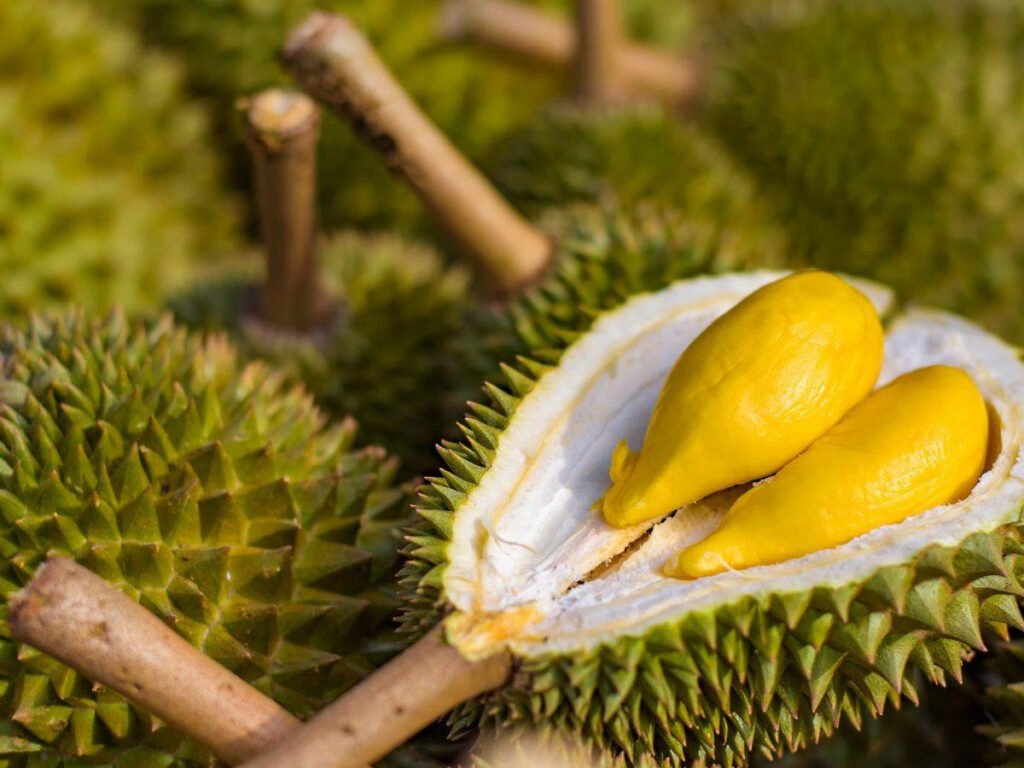 Davao Durian
