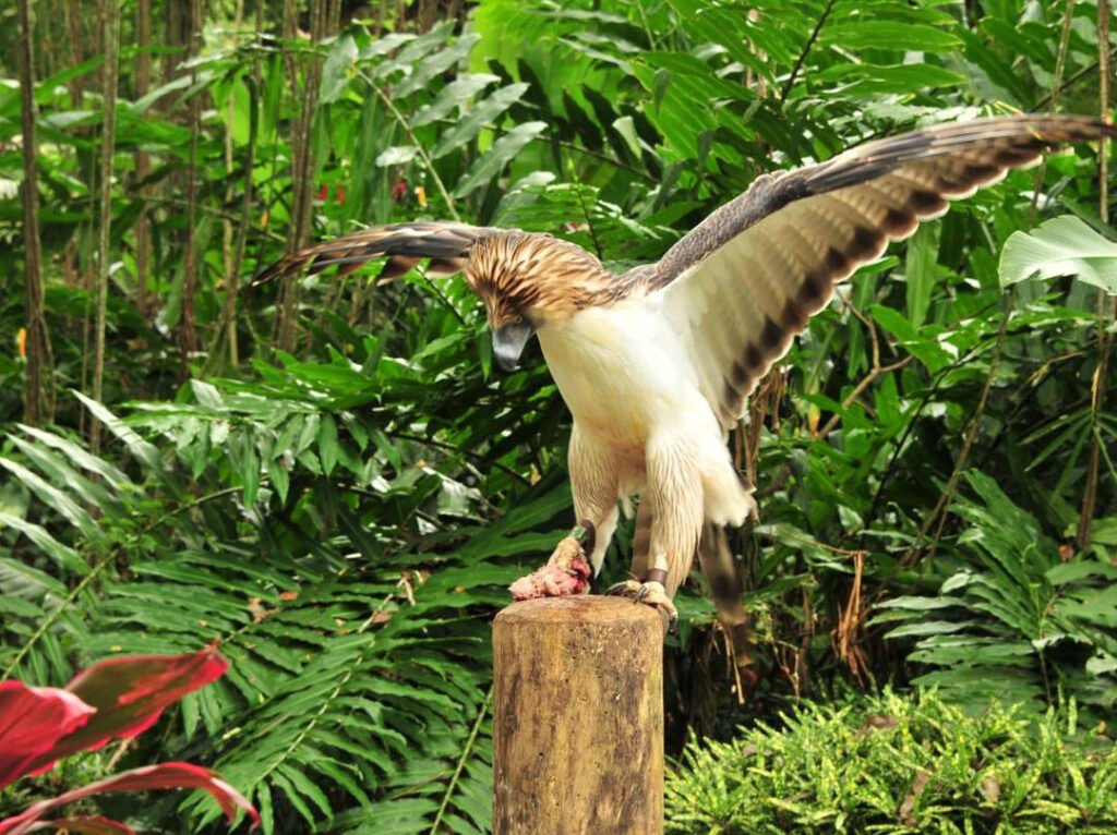Philippine Eagle / Wildlife
