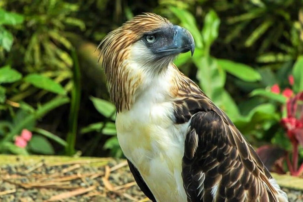 Philippine Eagle Center in Davao