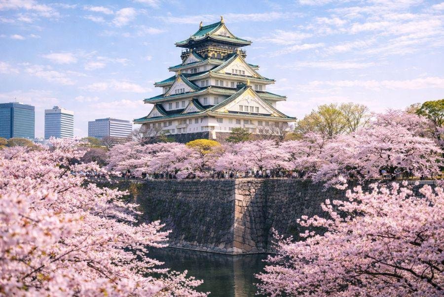Osaka Castle surrounded by beautiful cherry blossoms during spring in Japan
