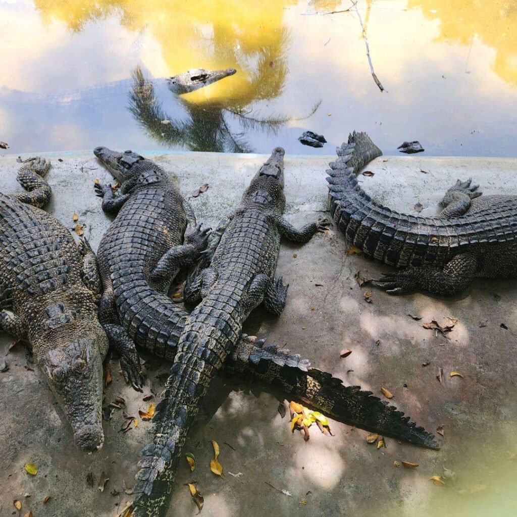 Davao Crocodile Park
