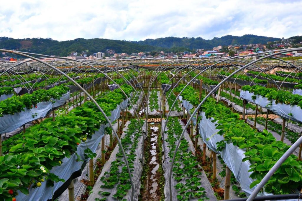 La Trinidad Strawberry Farm