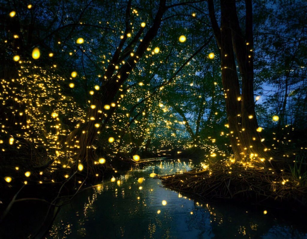 Nighttime firefly watching along the Iwahig River in Puerto Princesa