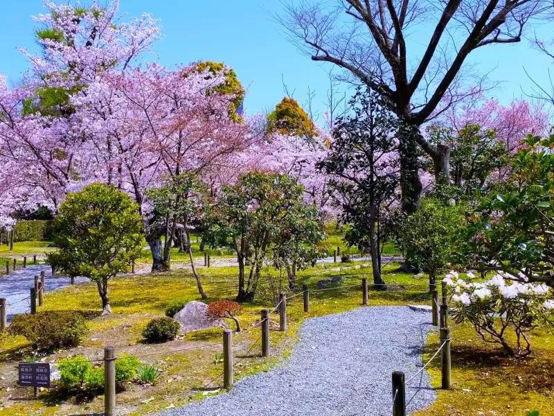 Cherry blossoms in a traditional garden in Kyoto Japan