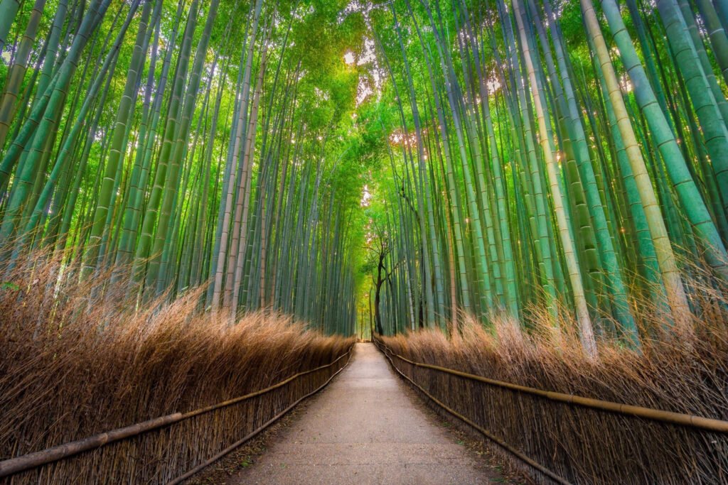 Towering bamboo along the Arashiyama Bamboo Grove in Kyoto Japan