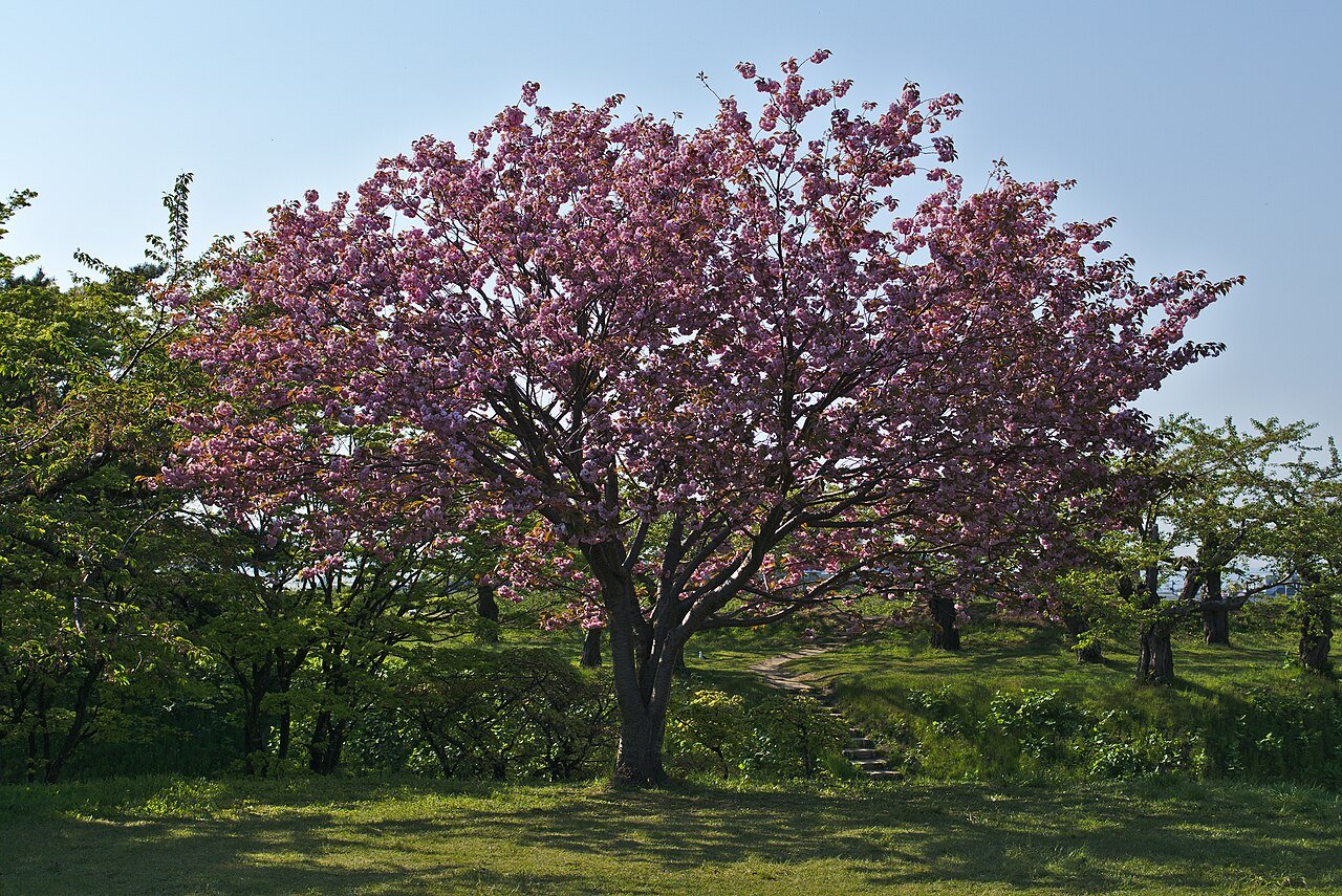 Cherry blossoms in Goryokaku Park in Hakodate
