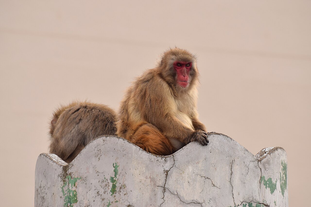 Japanese macaques at Hakodate Tropical Botanical Garden