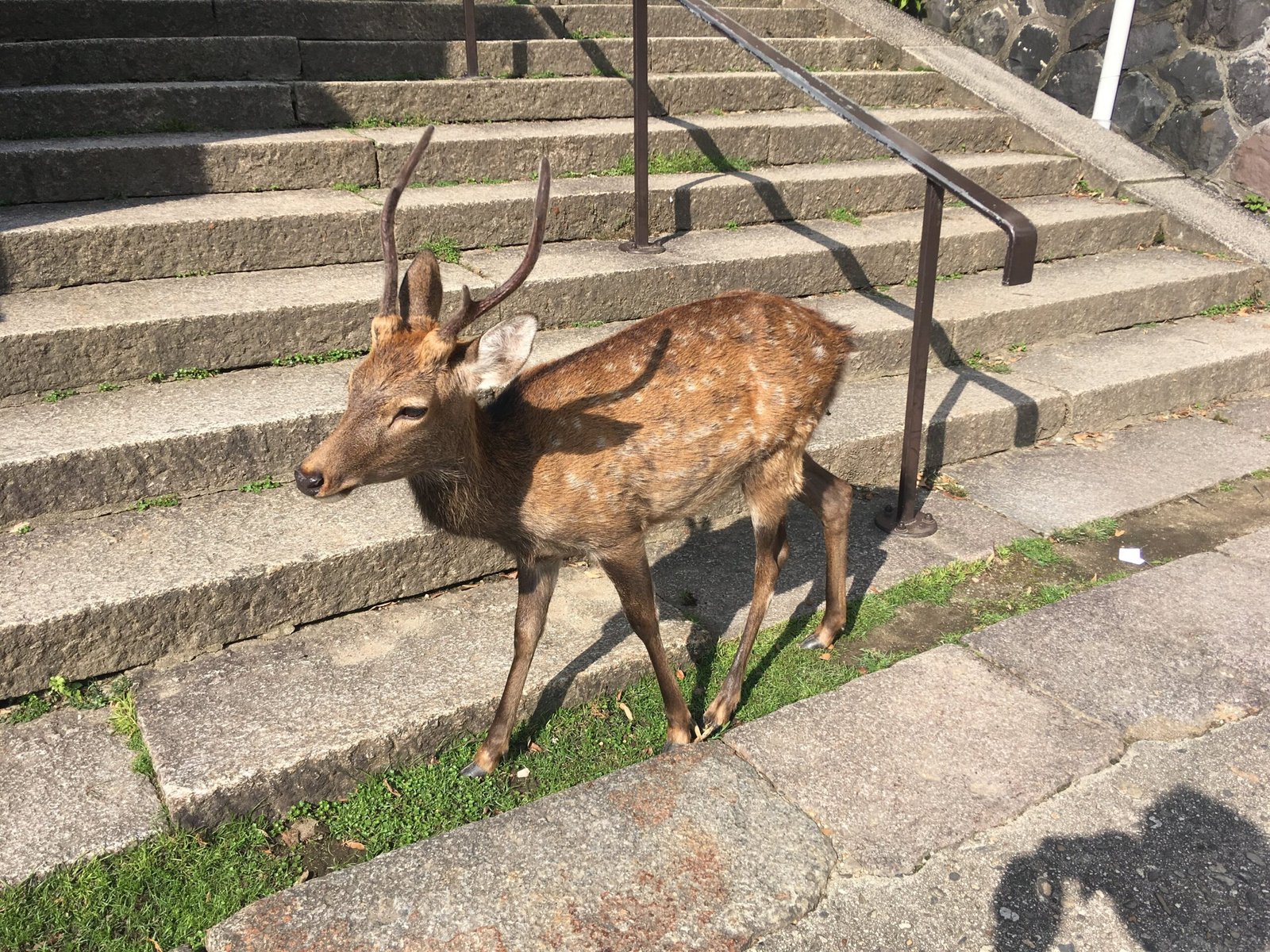 Deer resting on the grass in Nara Park, Japan
